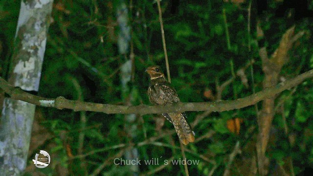 Chuck-will's-widow - ML650357467