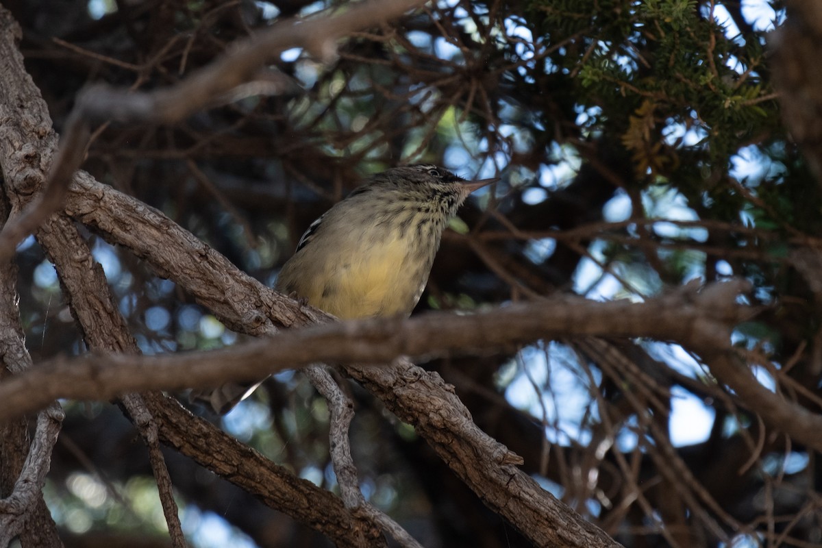 Spotted Scrubwren - ML650357550