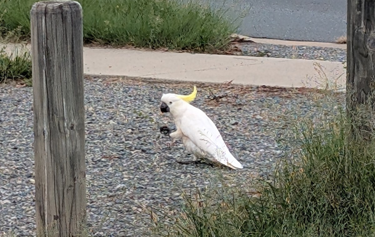 eBird Checklist - 9 Dec 2024 - 1 McGilvray Close, Gordon, Australian ...