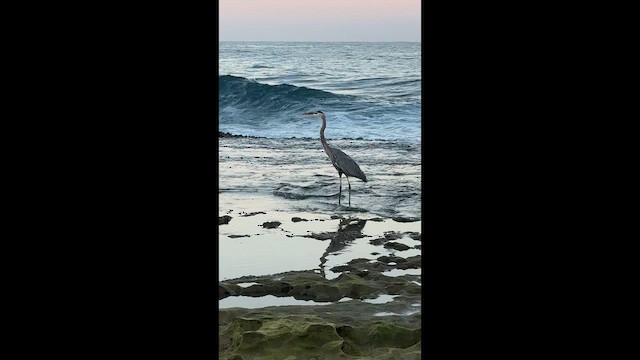 Great Blue Heron - ML650357750