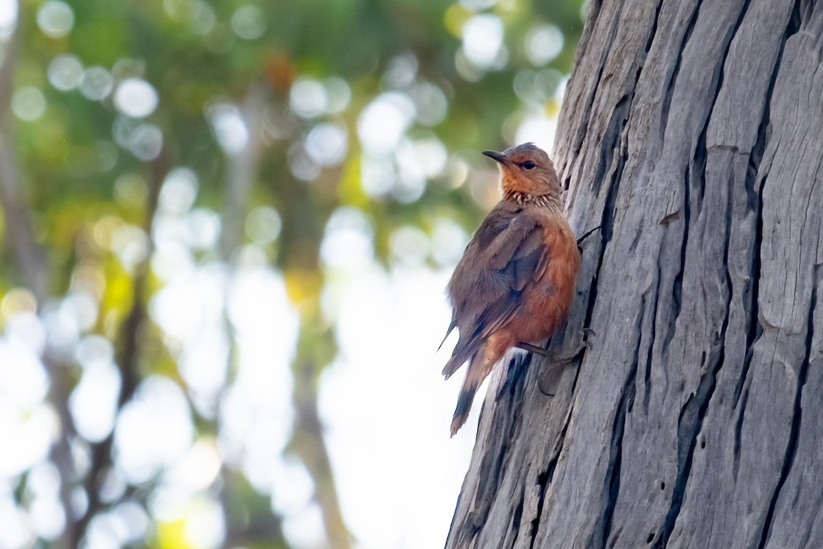 Rostbauch-Baumrutscher - ML650357756