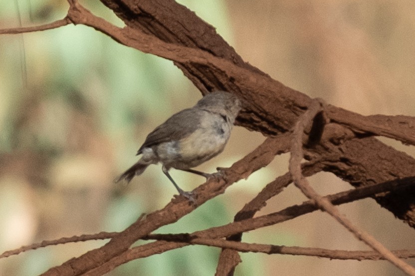 Walddornschnabel - ML650357759