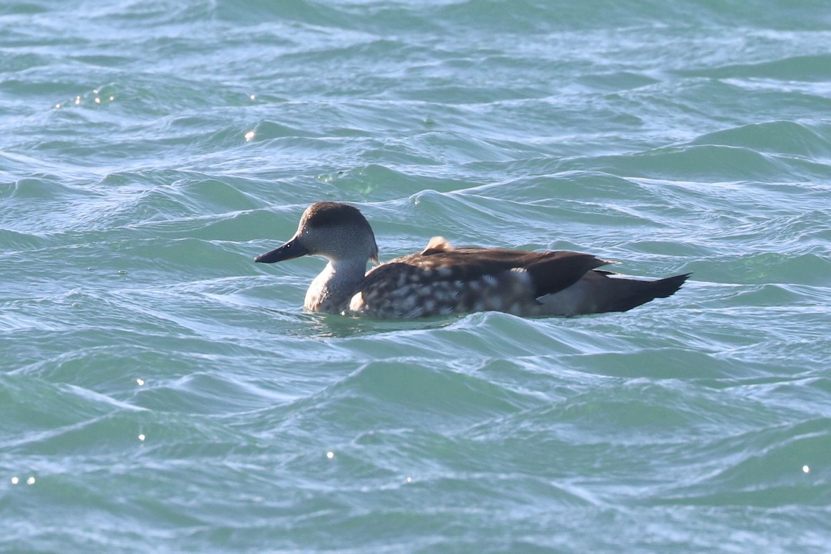 Canard huppé - ML650358095