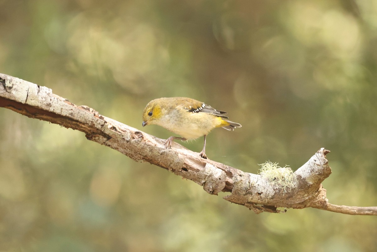 Forty-spotted Pardalote - ML650358222
