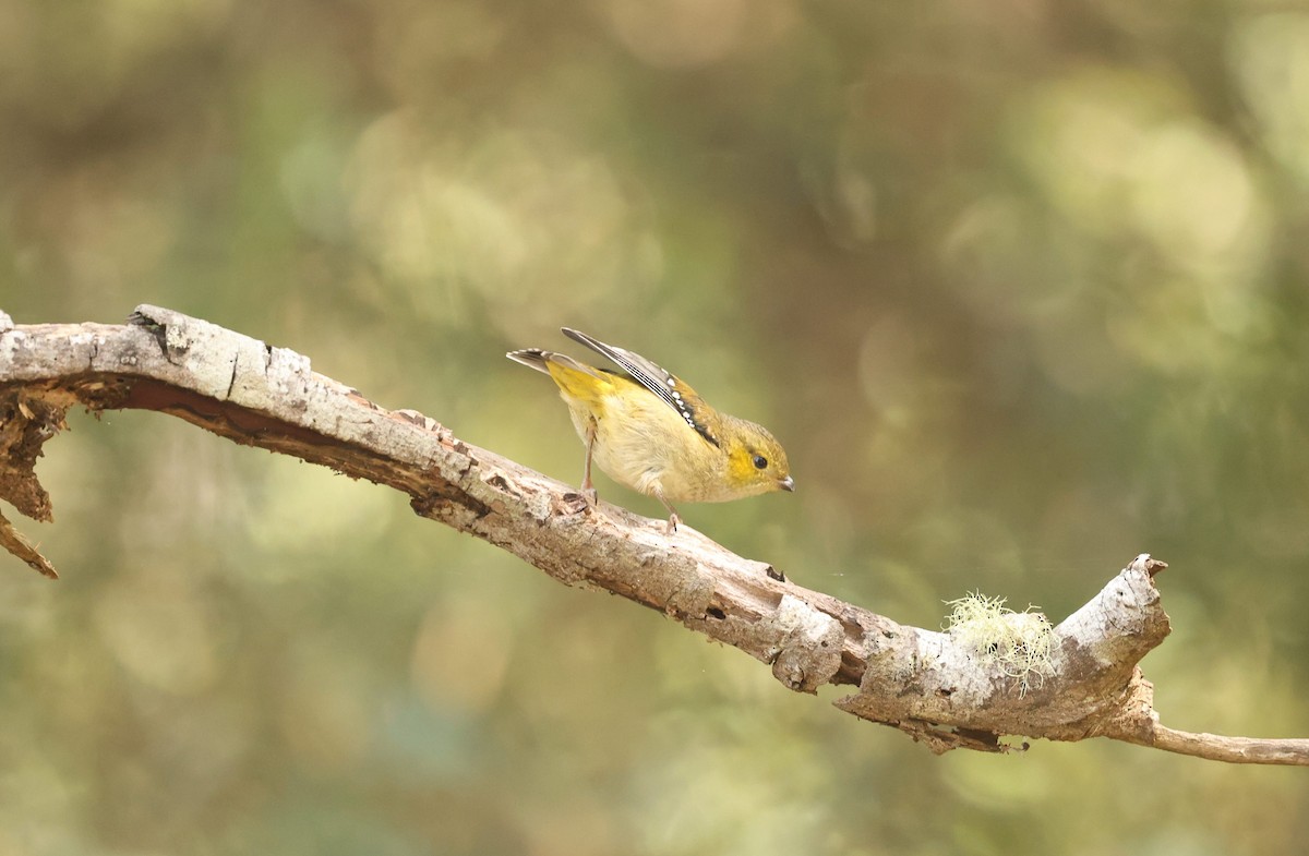 Forty-spotted Pardalote - ML650358223