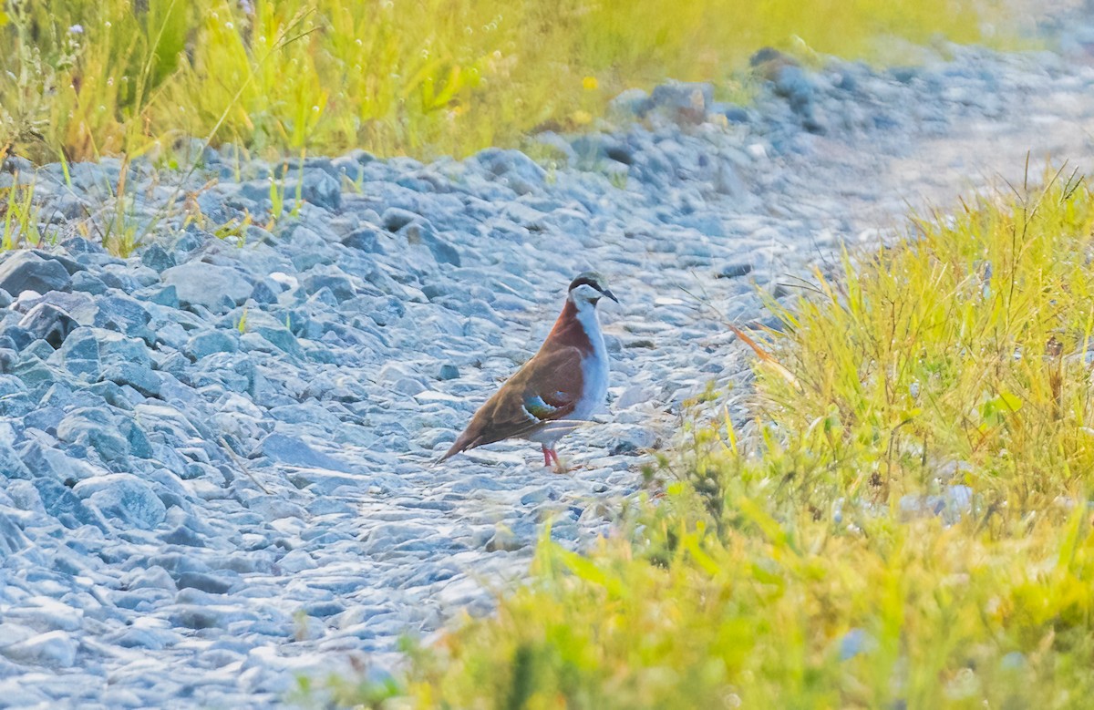 Brush Bronzewing - ML650358412