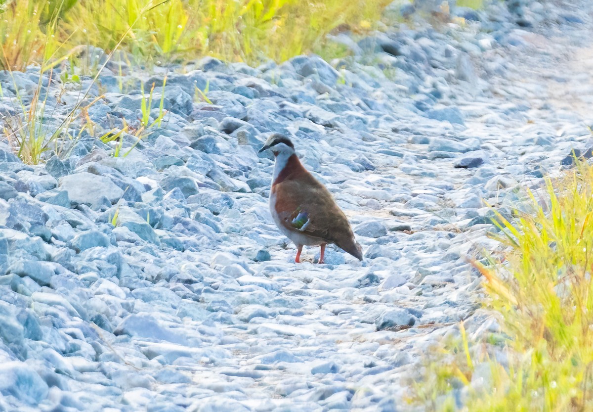 Brush Bronzewing - ML650358413