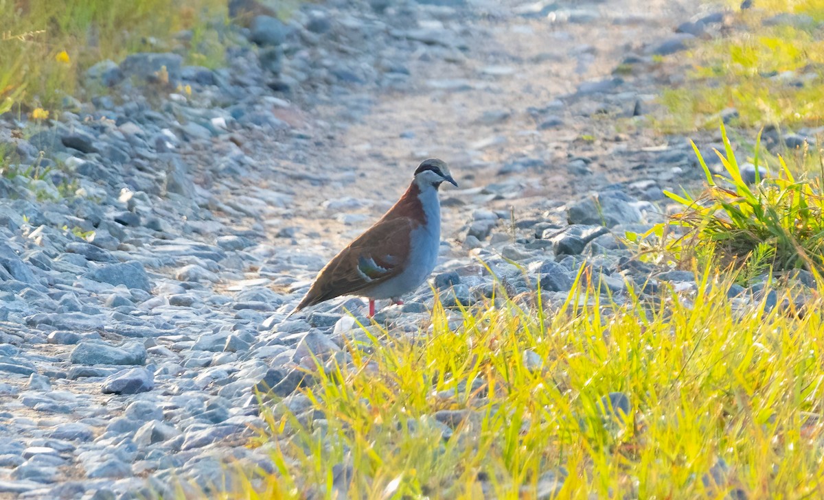 Brush Bronzewing - ML650358414