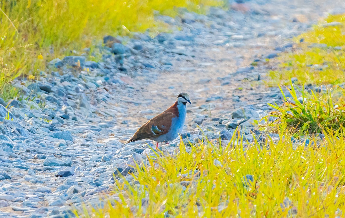 Brush Bronzewing - ML650358415