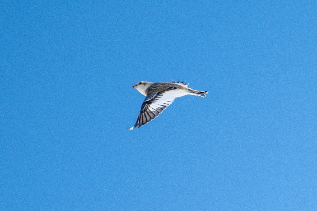 eBird Checklist - 3 Feb 2026 - Vibert Rd - 15 species