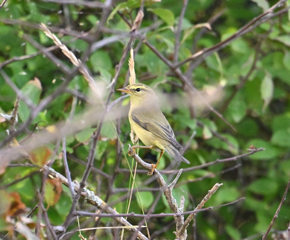 Mosquitero Musical - ML650358533
