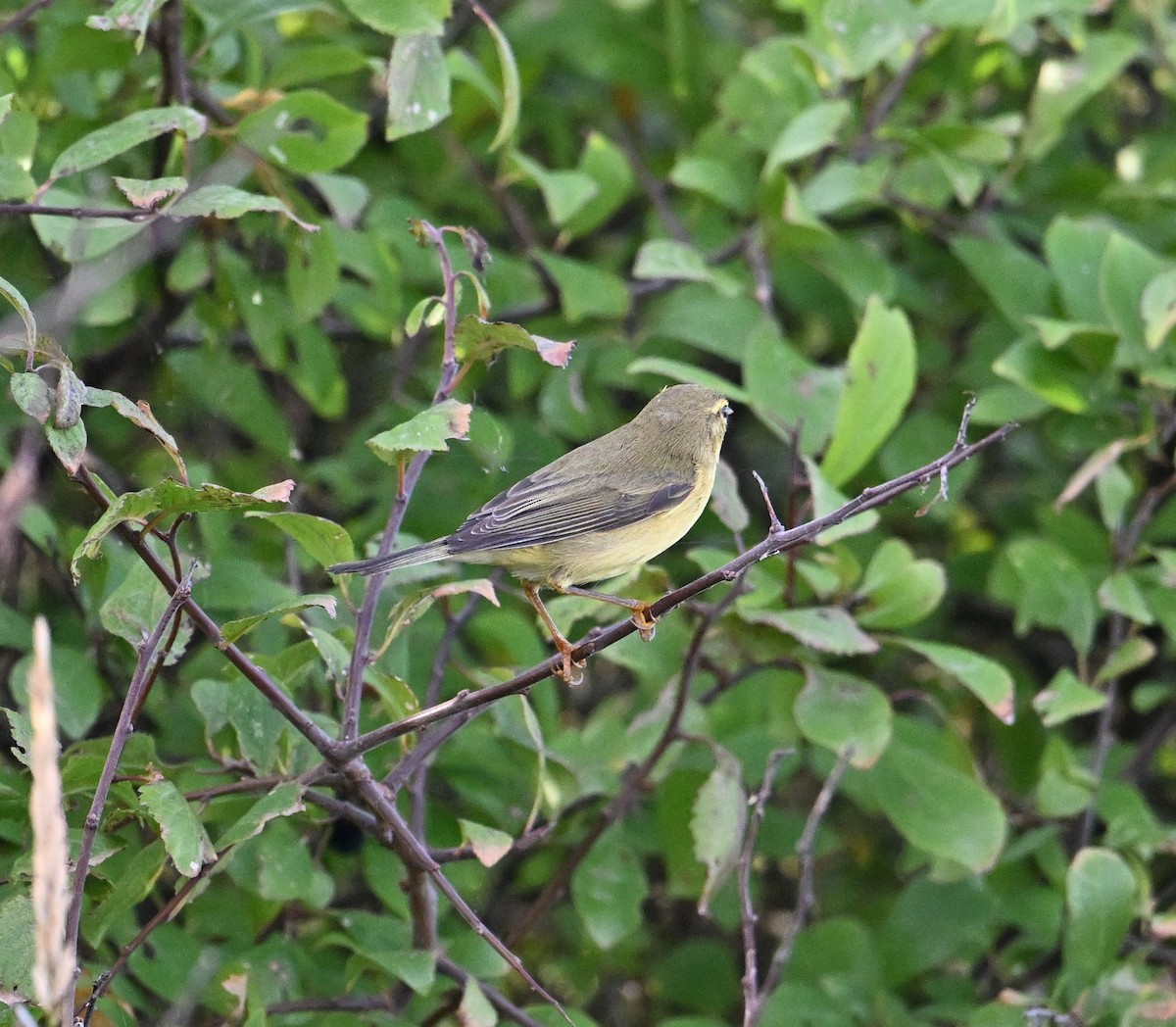 Mosquitero Musical - ML650358534