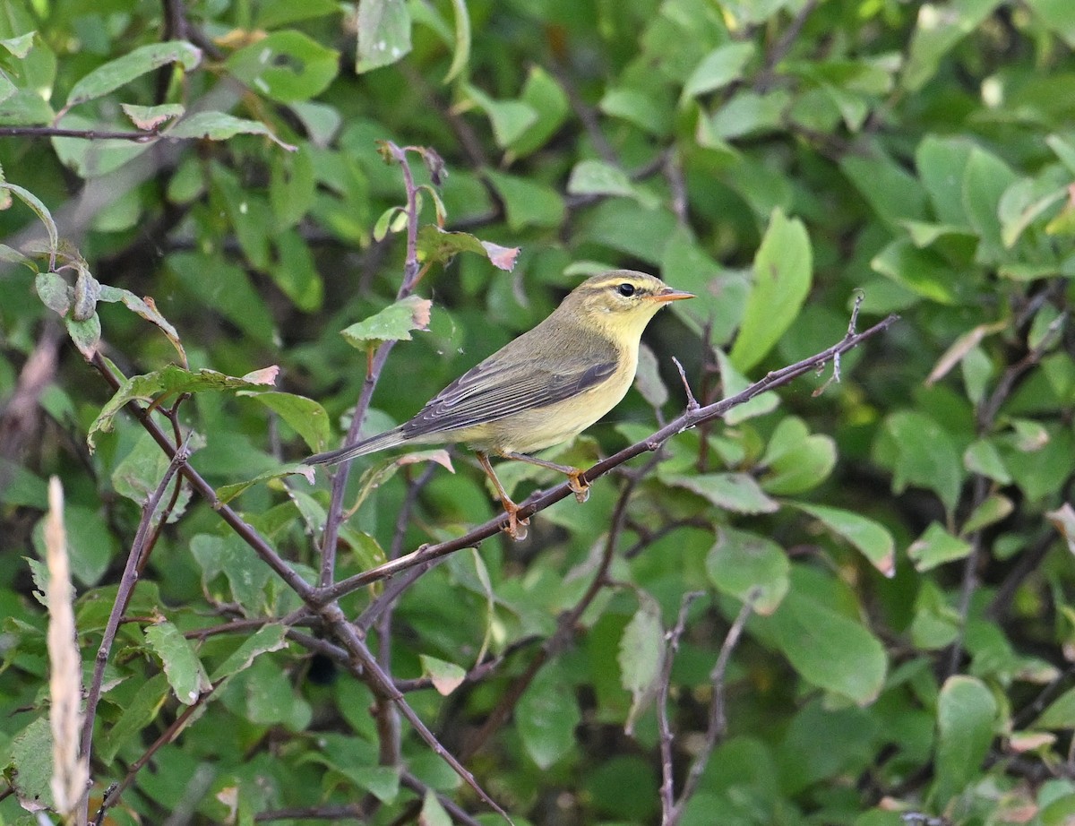 Mosquitero Musical - ML650358535