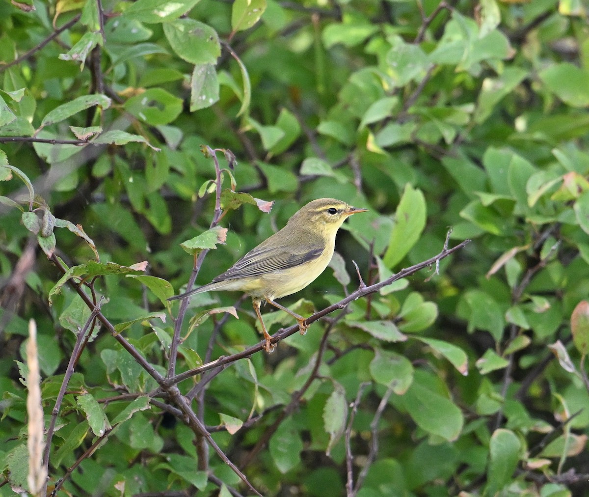 Mosquitero Musical - ML650358537
