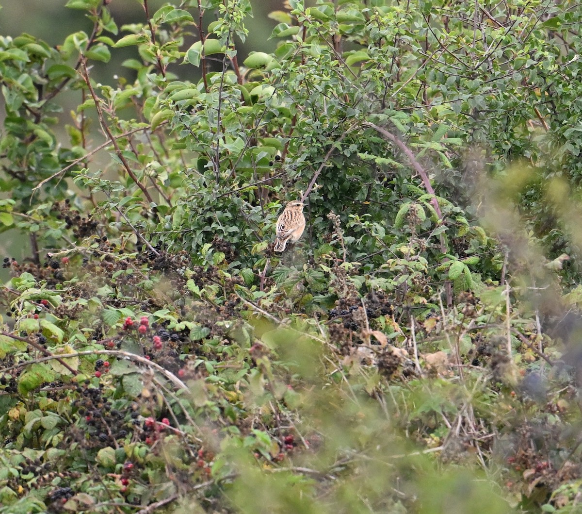 Tarabilla Norteña - ML650358543