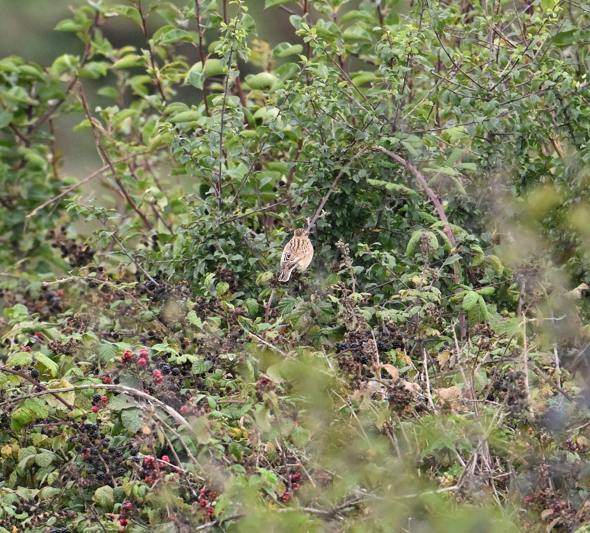 Tarabilla Norteña - ML650358544