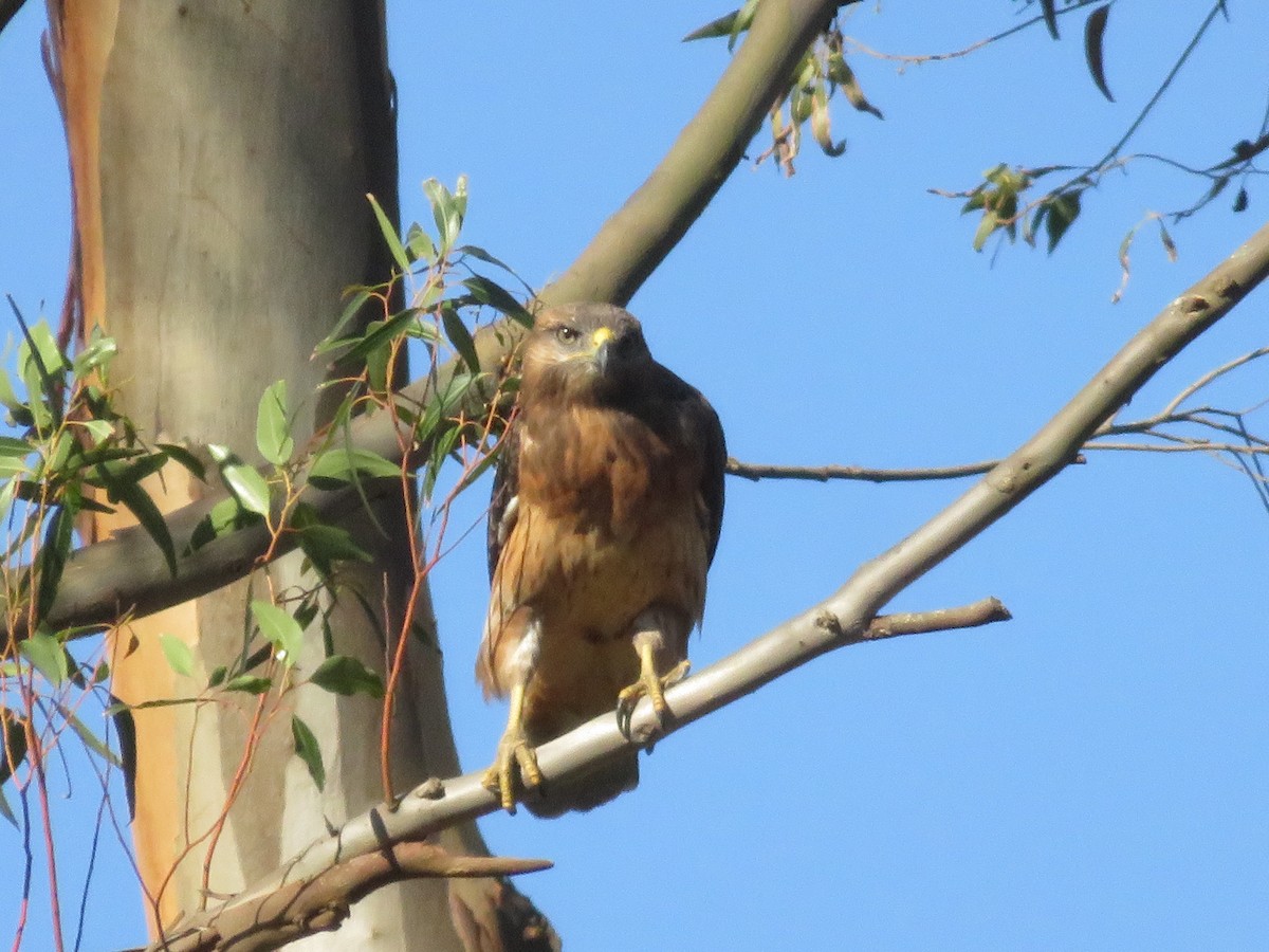 Скальный канюк - ML650358757