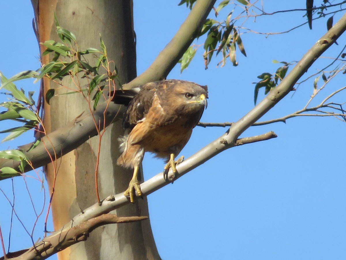 Скальный канюк - ML650358758