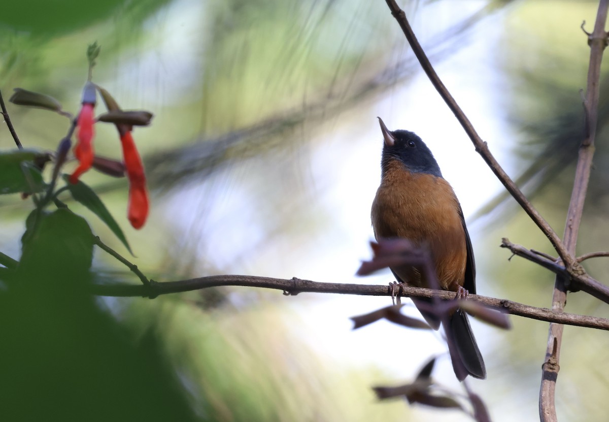 Pinchaflor Ventricanelo - ML650358889