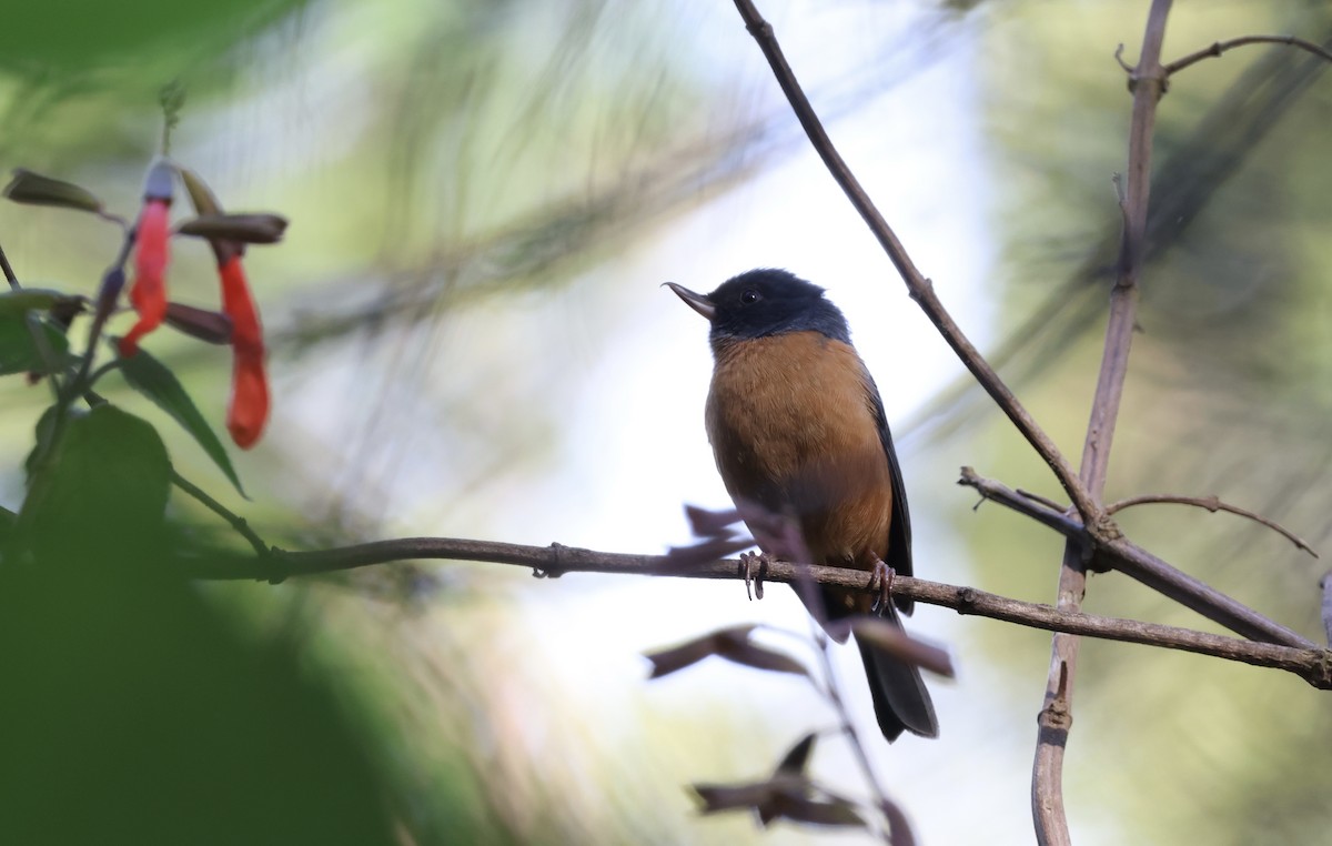 Pinchaflor Ventricanelo - ML650358890