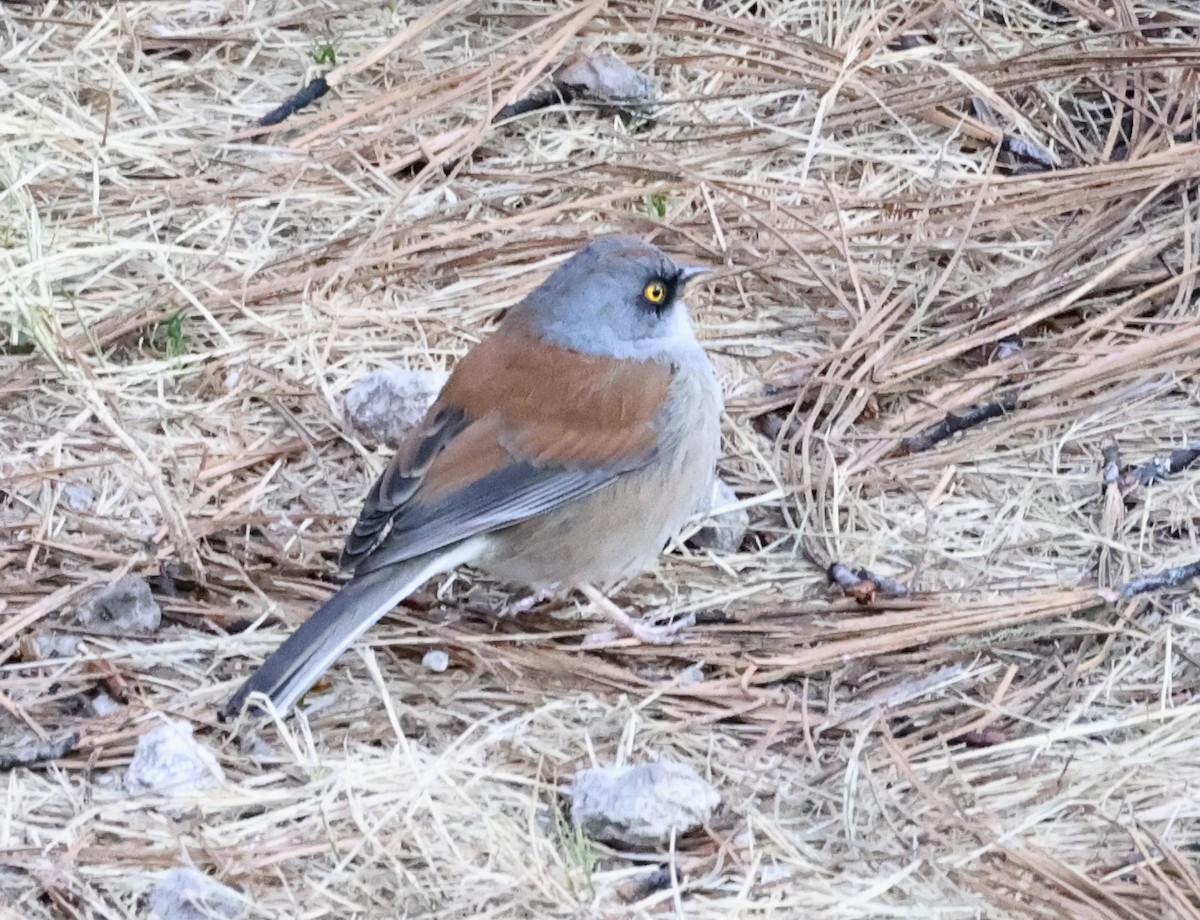 Junco Ojilumbre - ML650358924