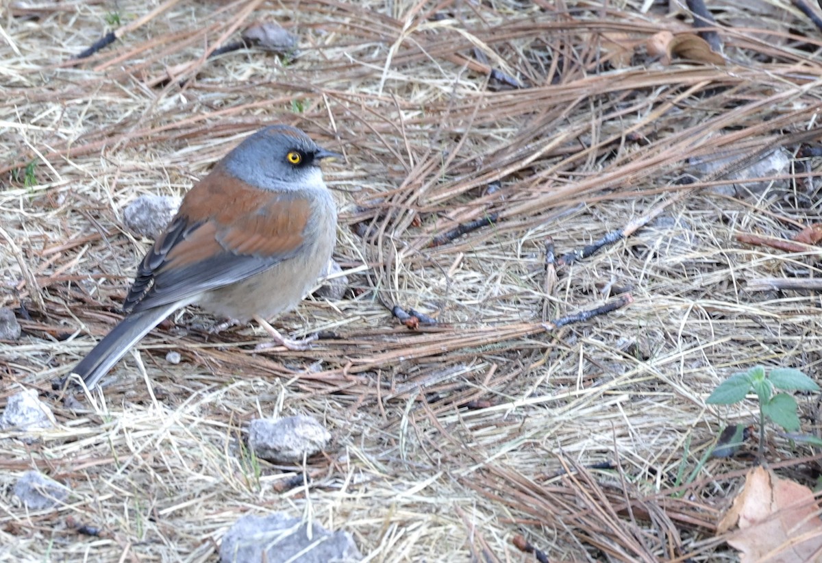 Junco Ojilumbre - ML650358925