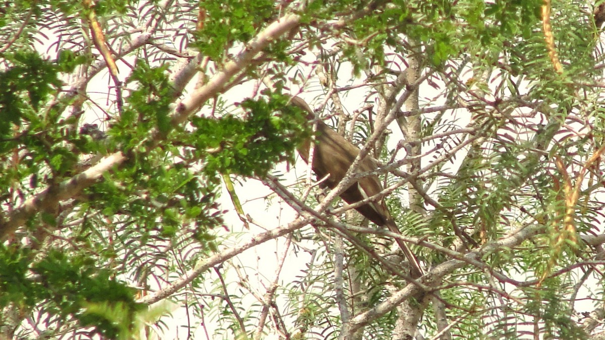 gulnebbgjøk - ML650359297