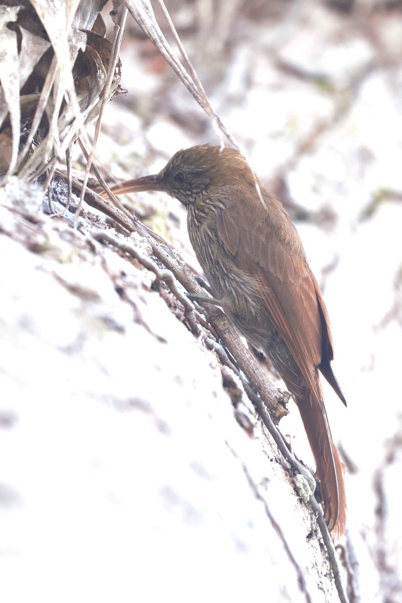 Duida Woodcreeper - ML650359342