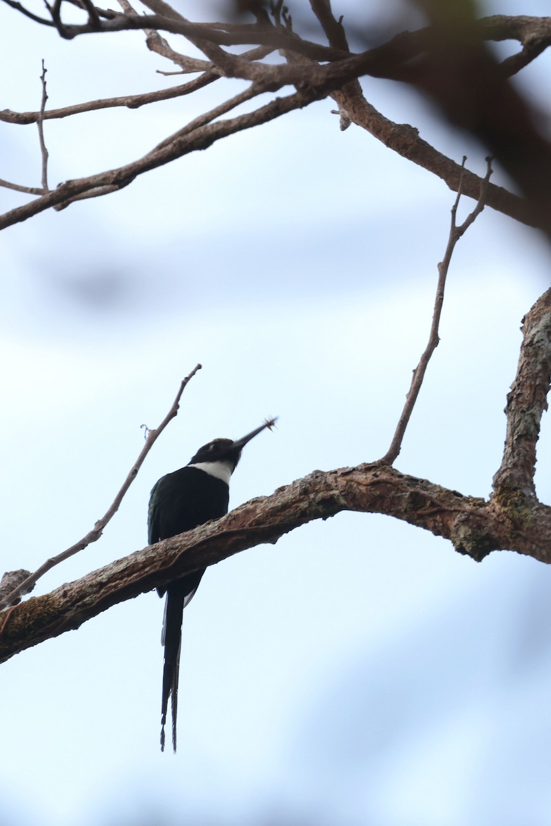 Paradise Jacamar - ML650359351