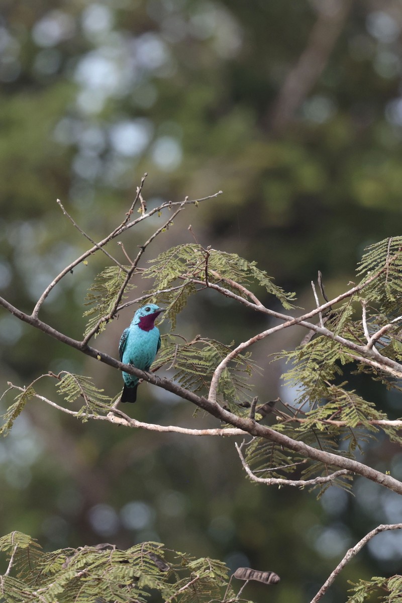 Spangled Cotinga - ML650359354