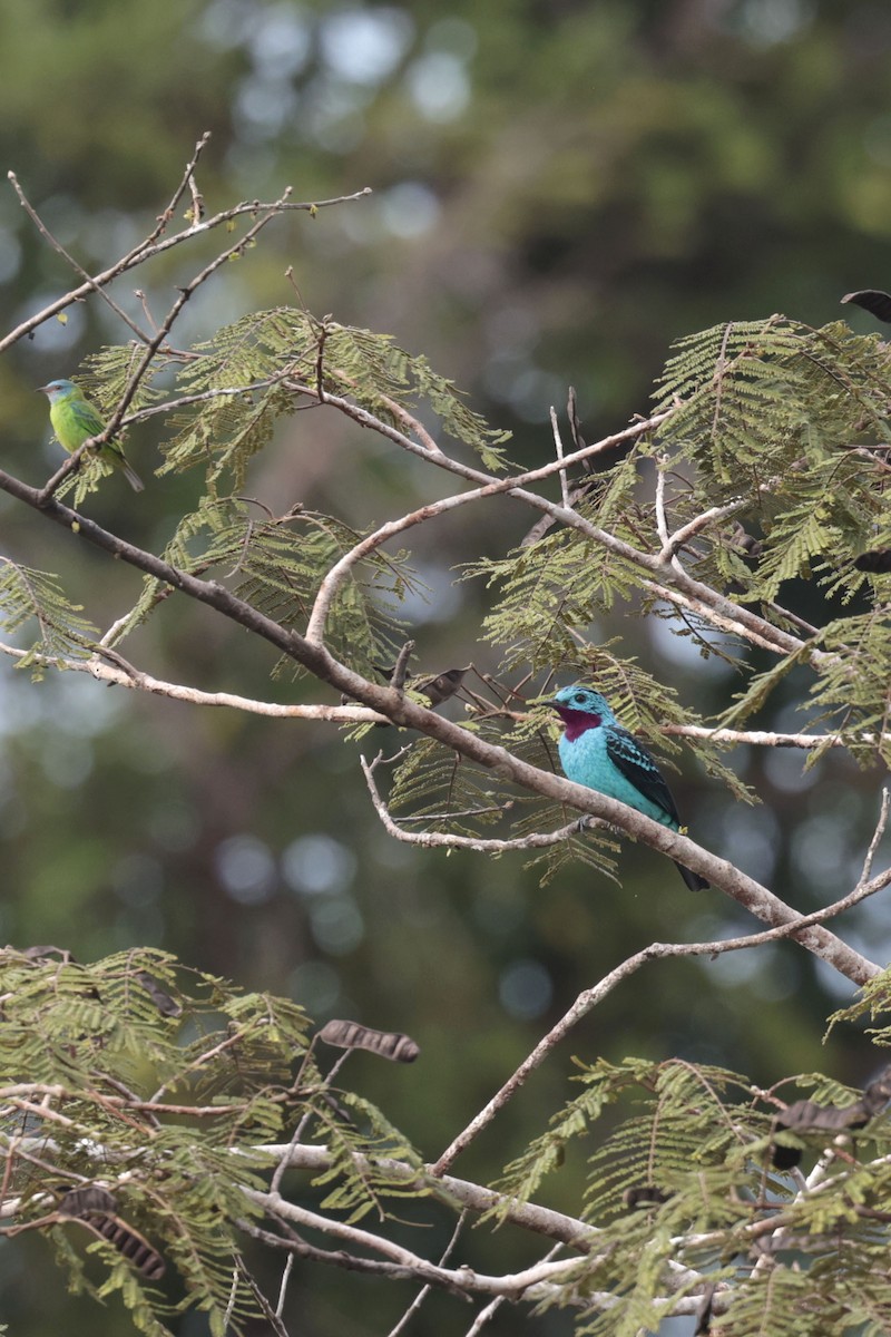 Spangled Cotinga - ML650359355