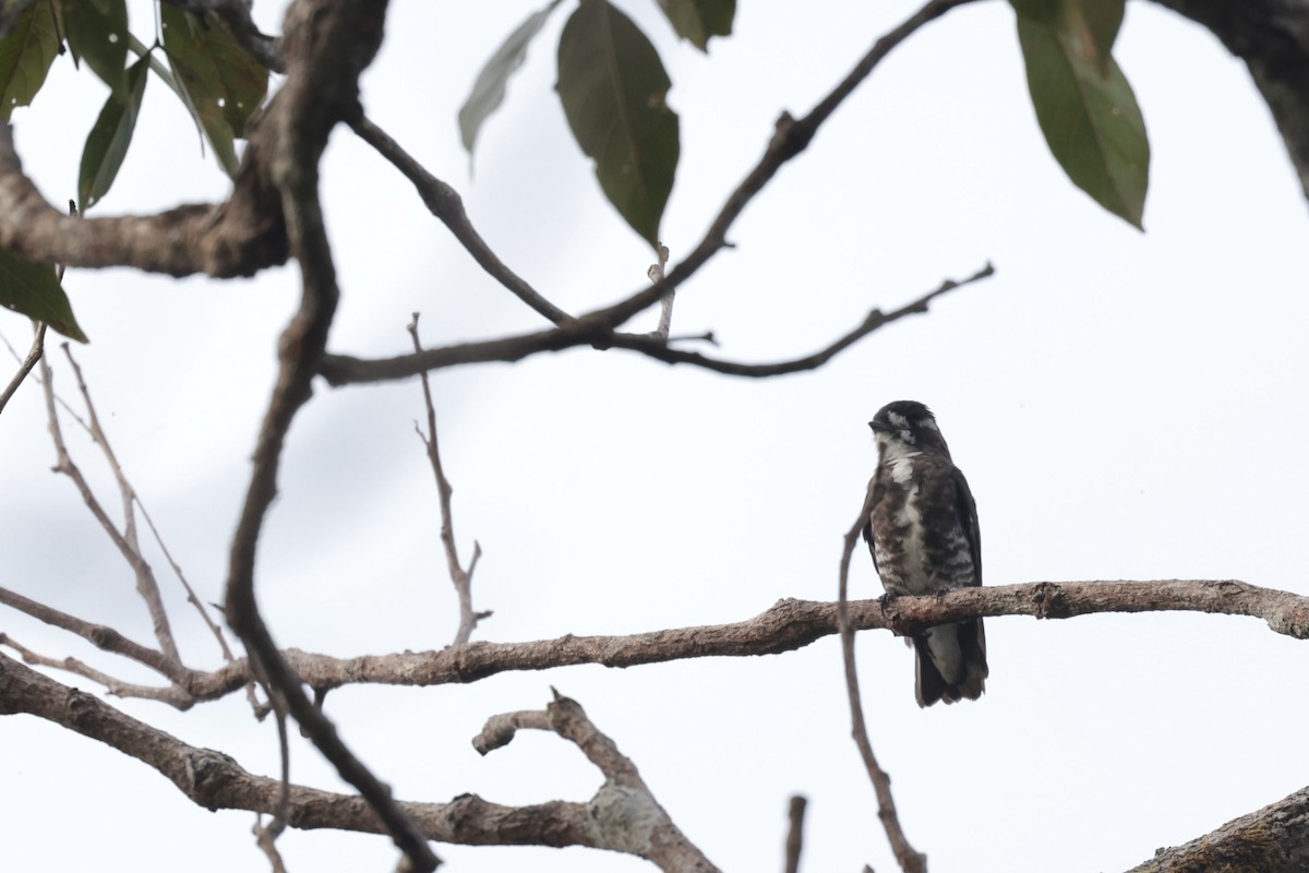 White-browed Purpletuft - ML650359361