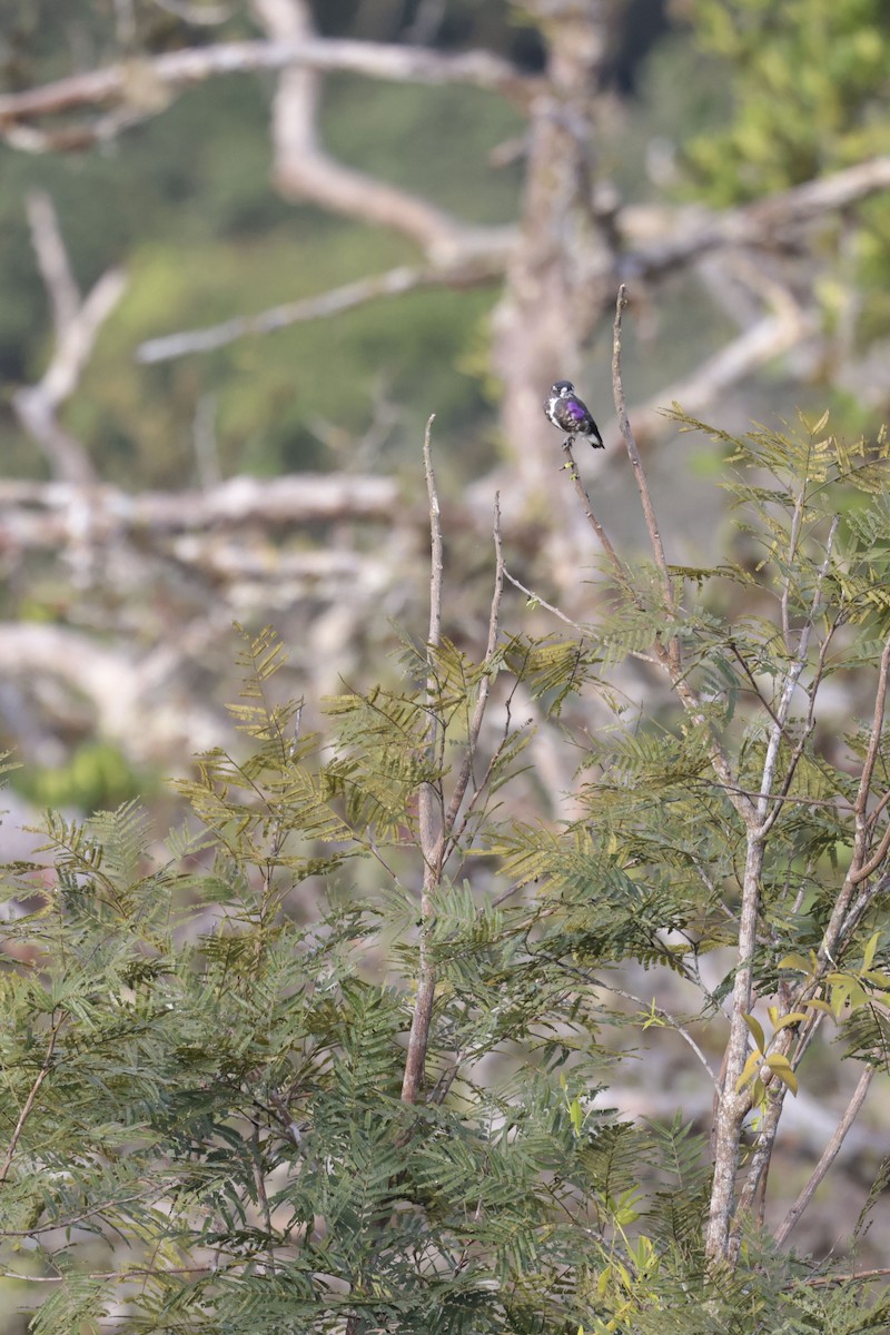 White-browed Purpletuft - ML650359362