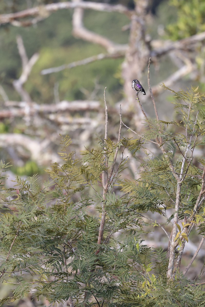 White-browed Purpletuft - ML650359363