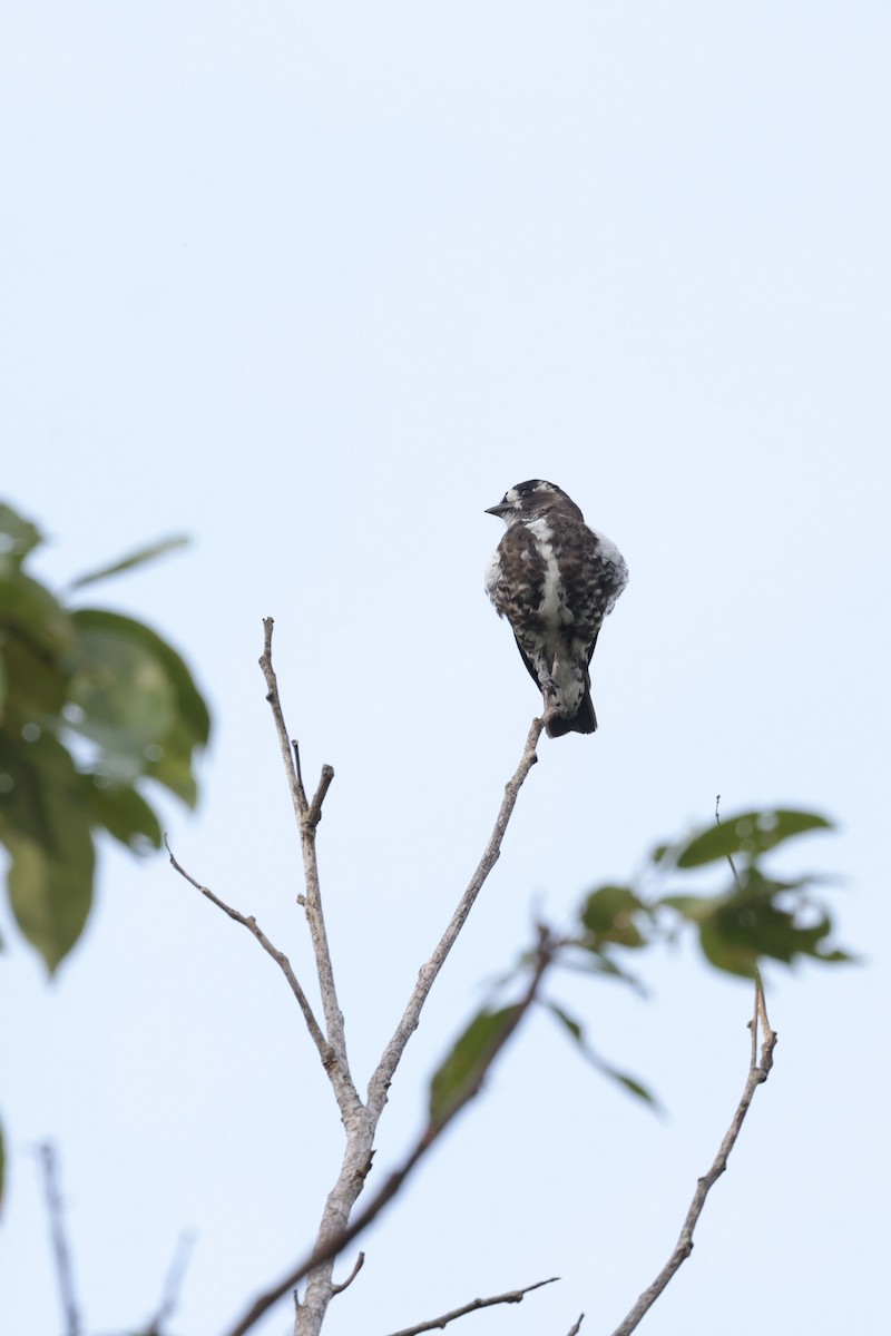 White-browed Purpletuft - ML650359364