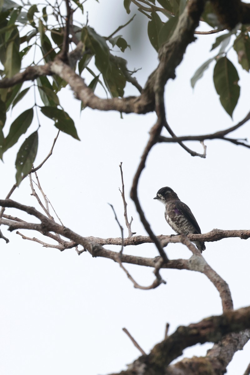White-browed Purpletuft - ML650359365