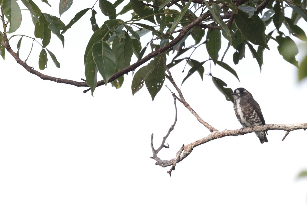 White-browed Purpletuft - ML650359366