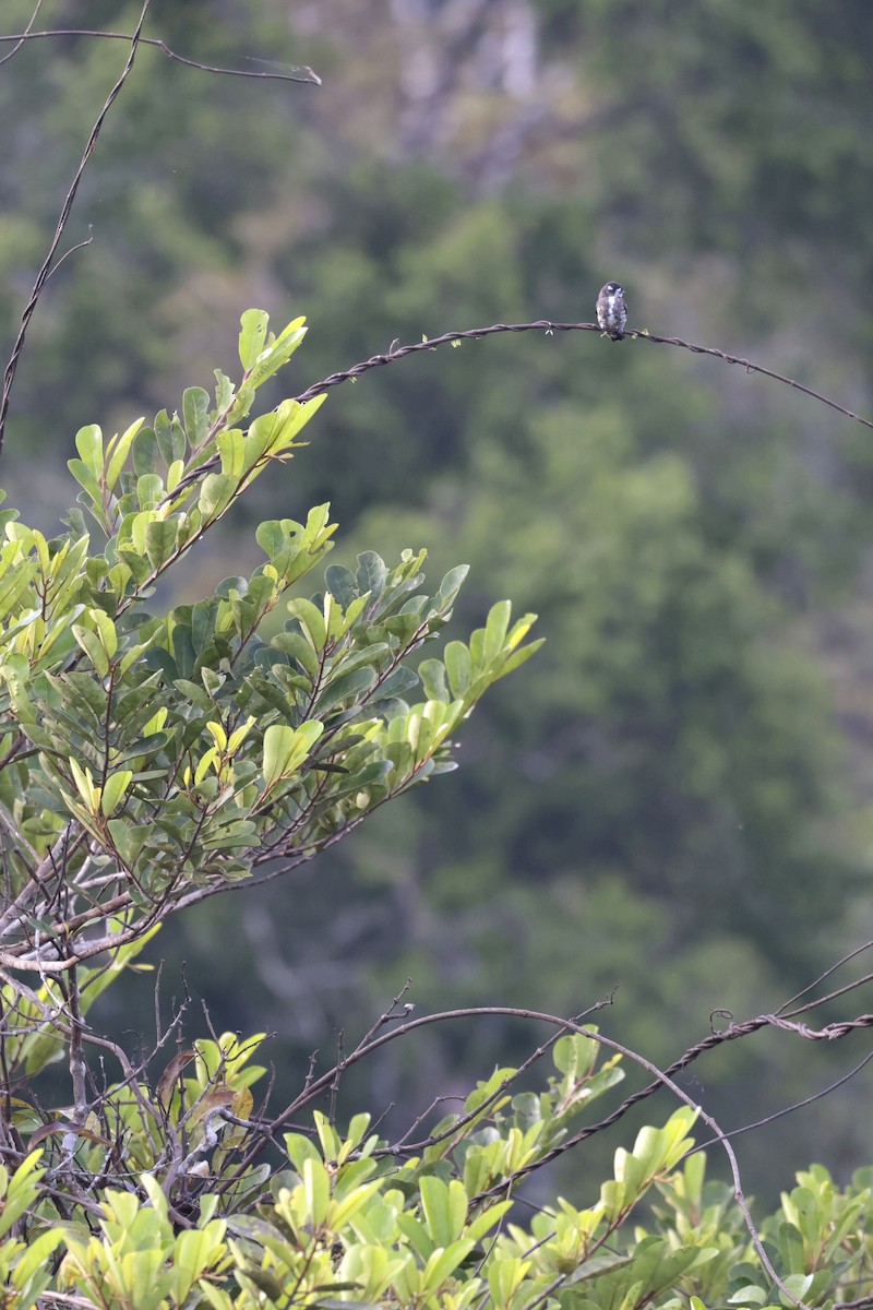 White-browed Purpletuft - ML650359367