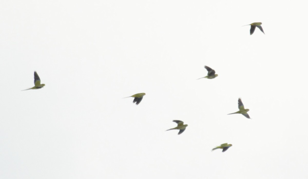 Elegant Parrot - ML65035941