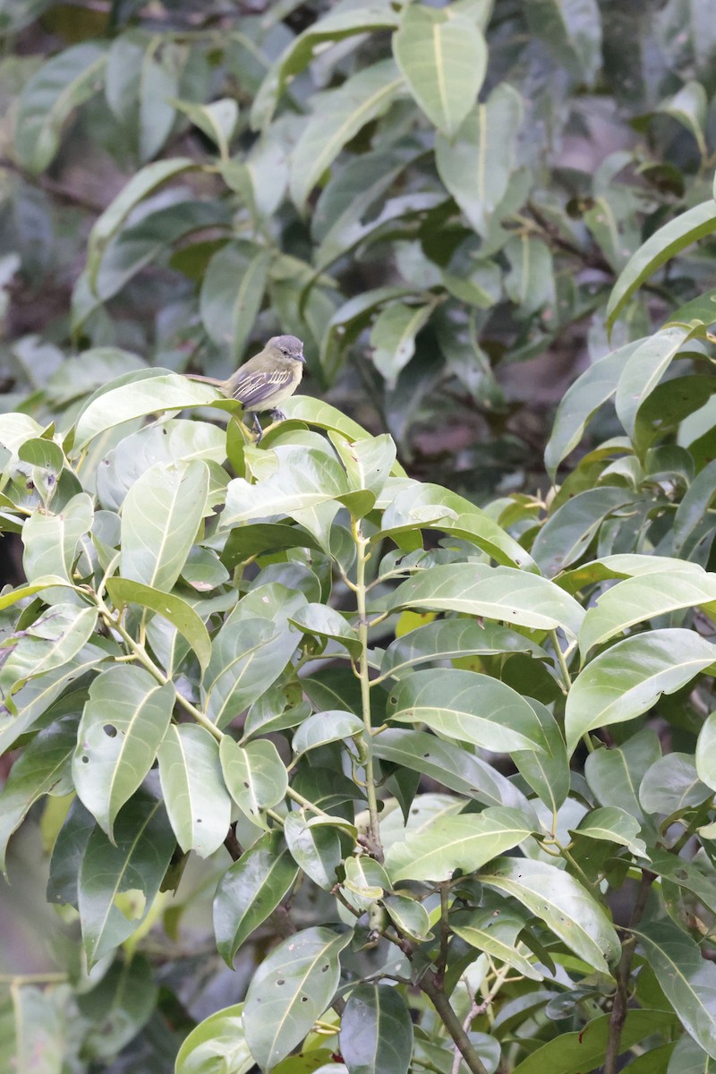 Slender-footed Tyrannulet - ML650359433