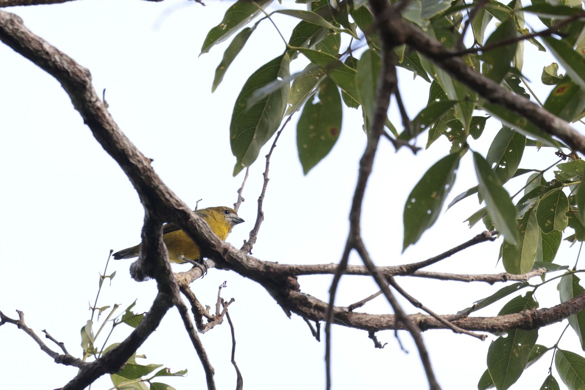 Golden-bellied Euphonia - ML650359445