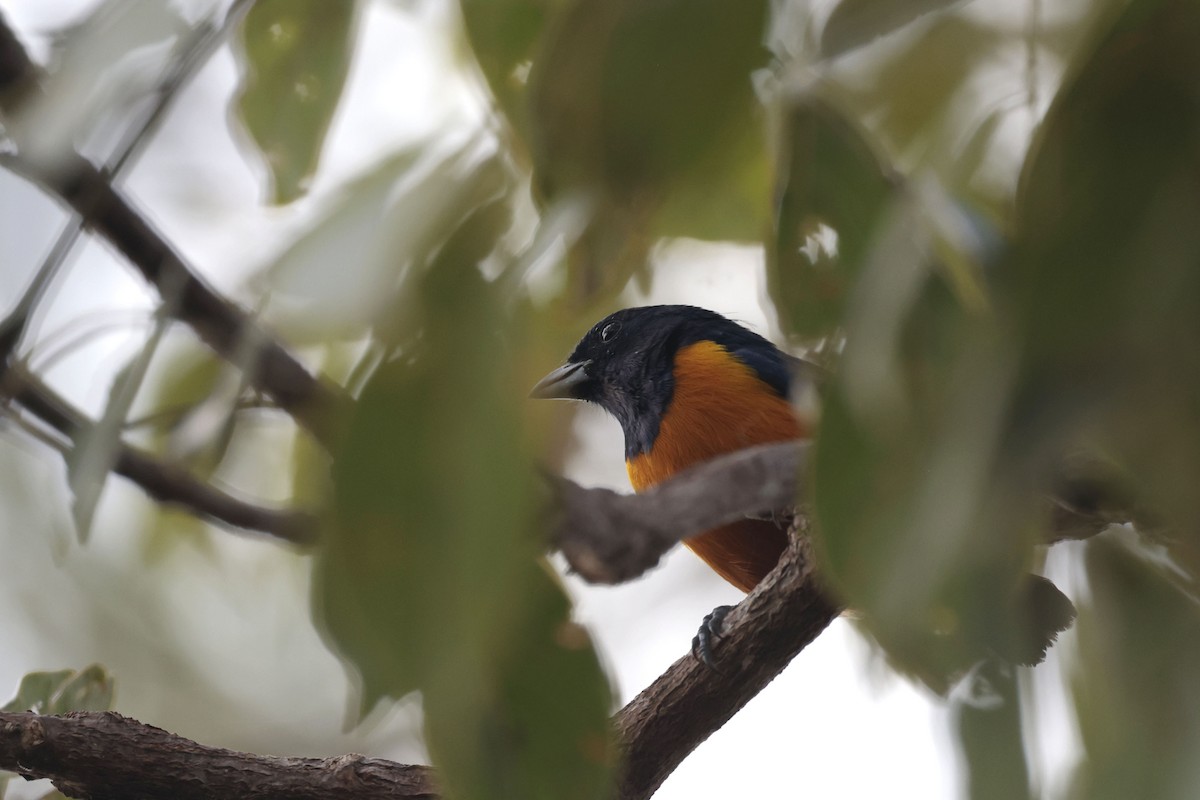 Rufous-bellied Euphonia - ML650359453