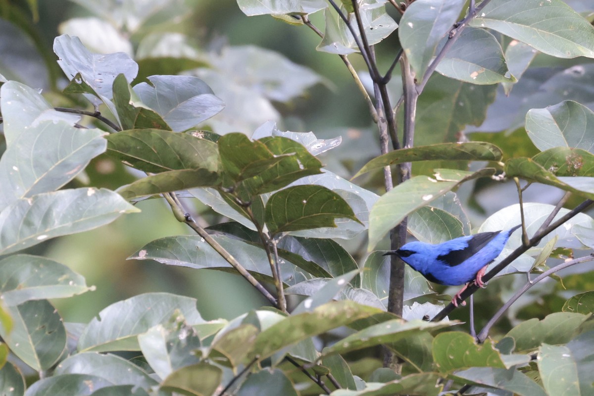 Short-billed Honeycreeper - ML650359462