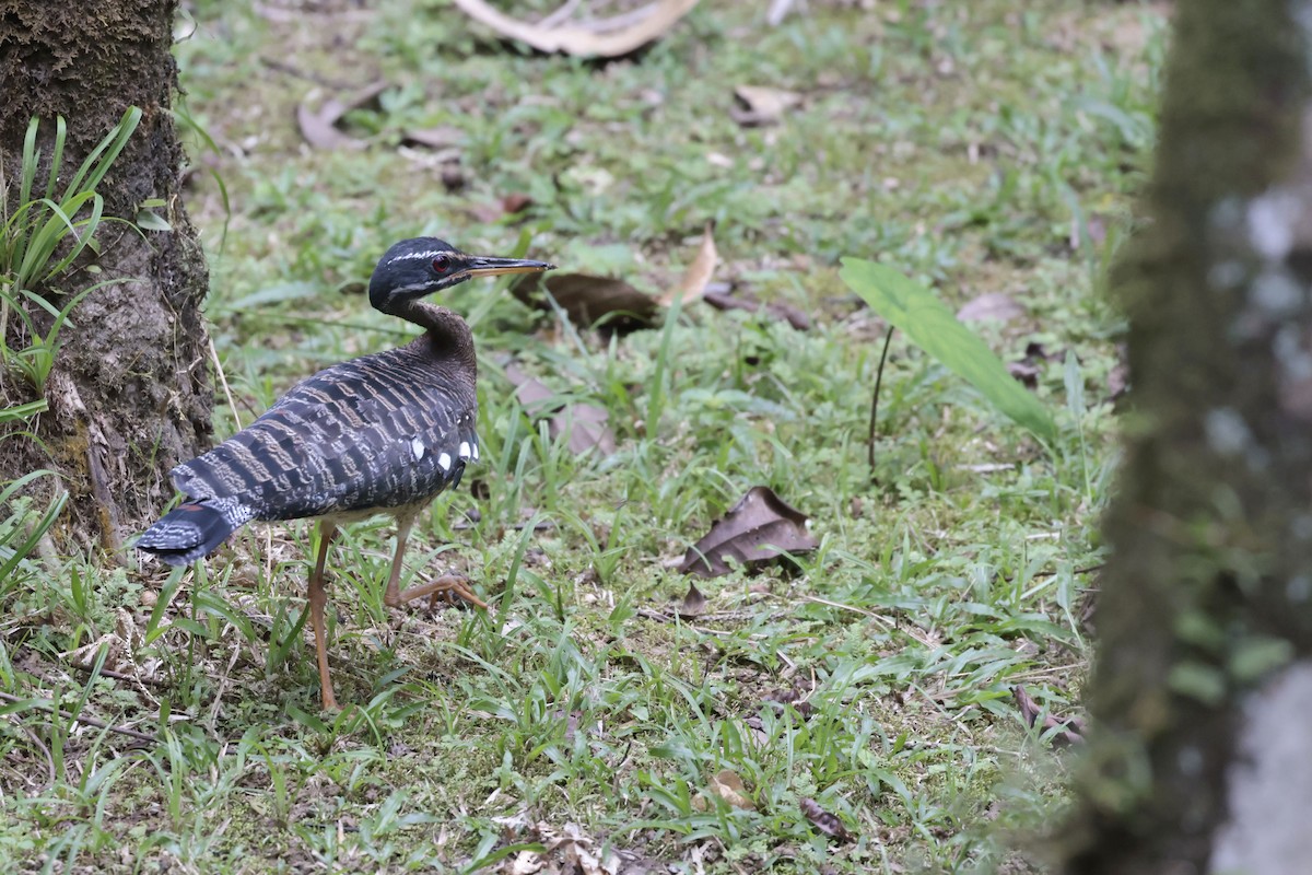 Sunbittern - ML650359544
