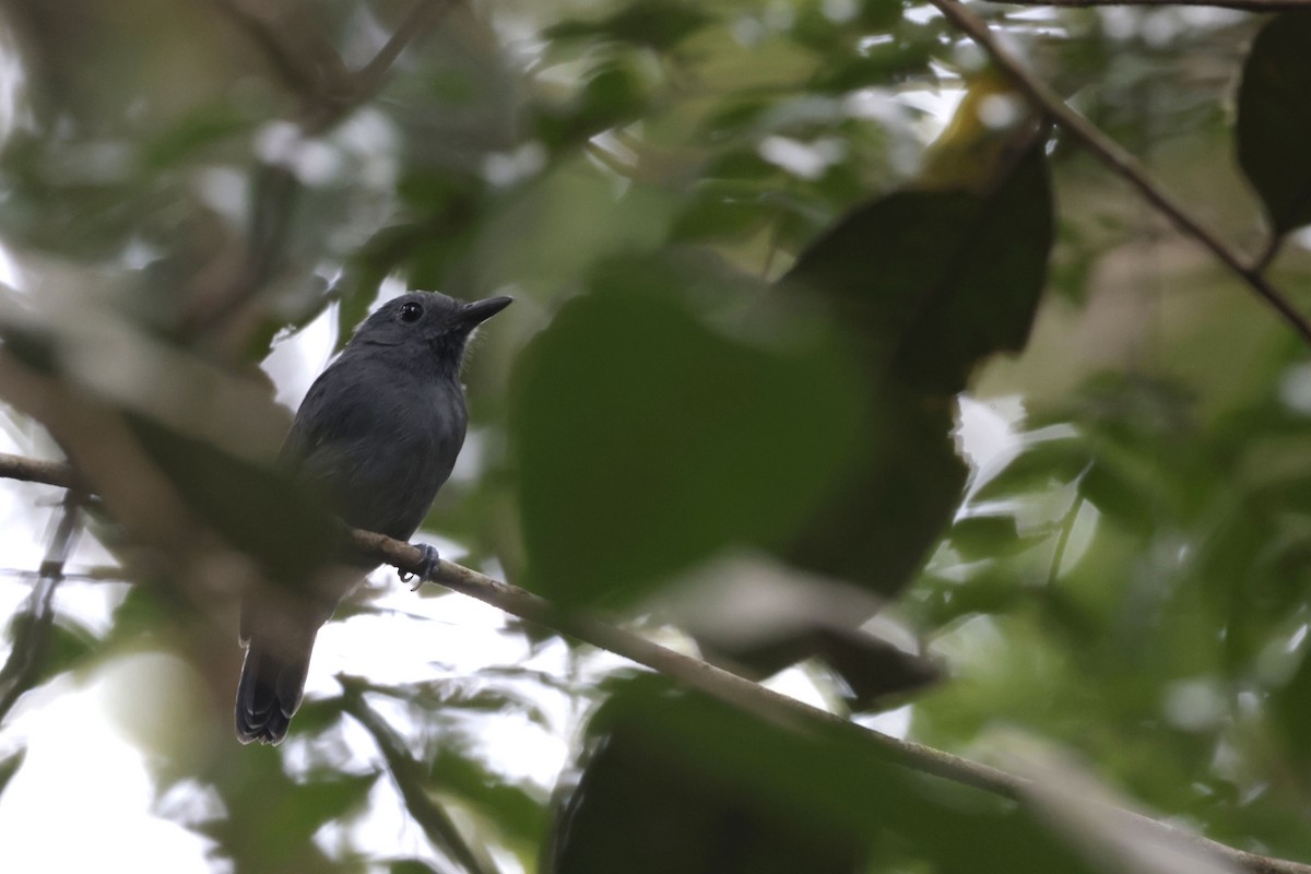 Dusky-throated Antshrike - ML650359552