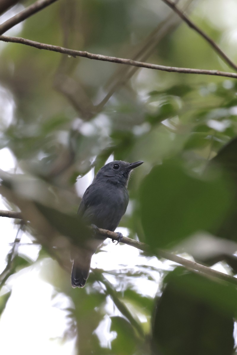 Dusky-throated Antshrike - ML650359553