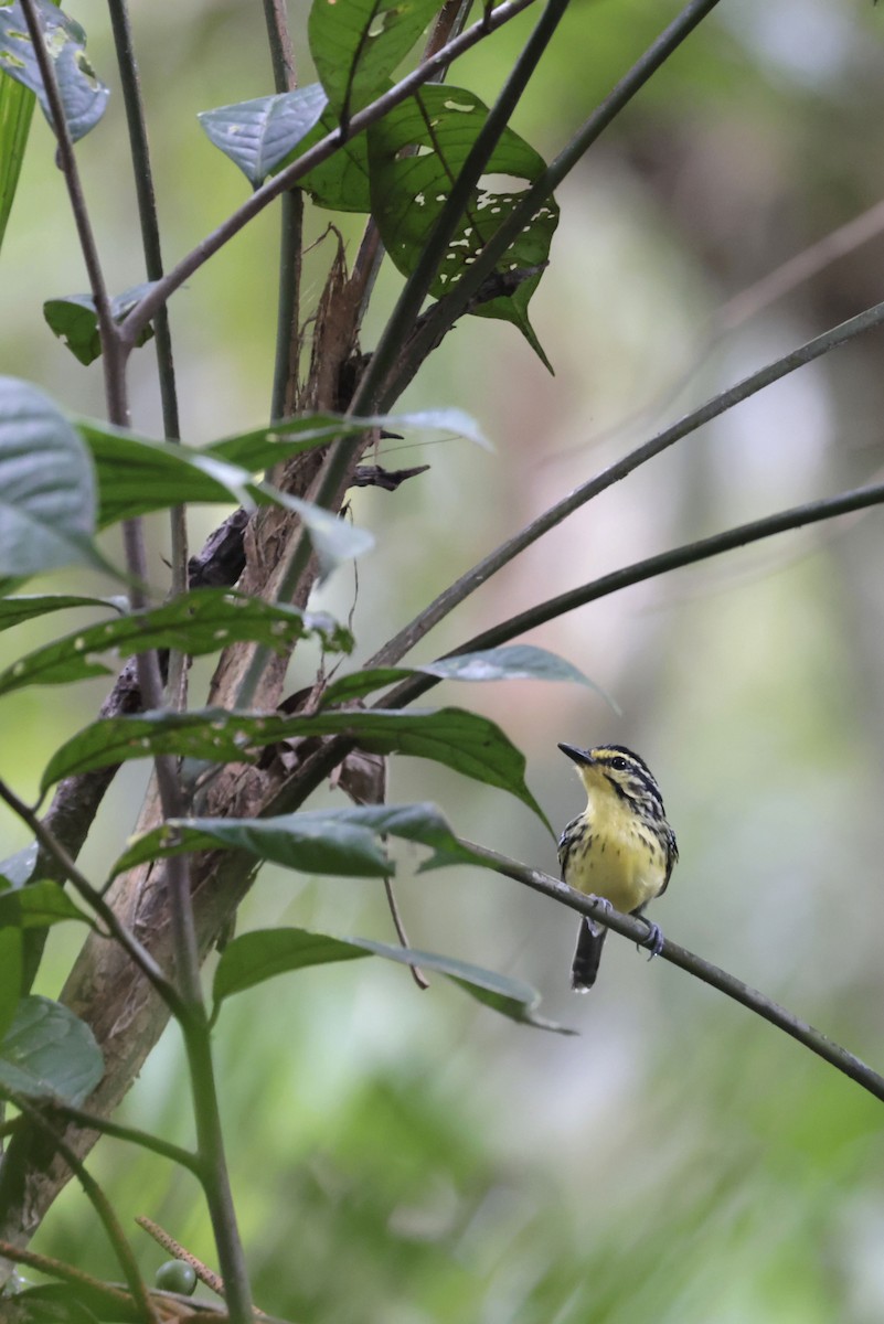 Yellow-browed Antbird - ML650359558