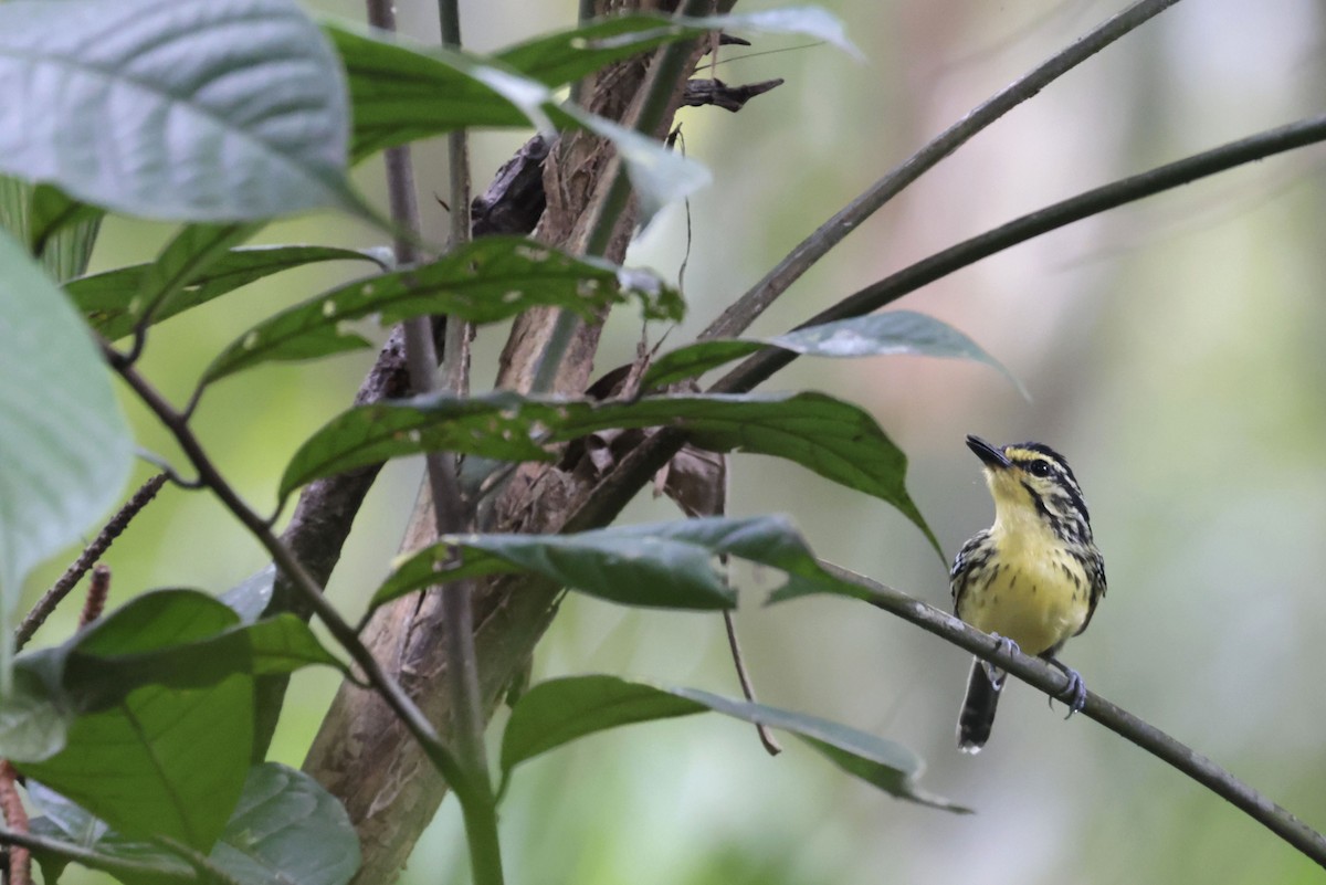 Yellow-browed Antbird - ML650359559