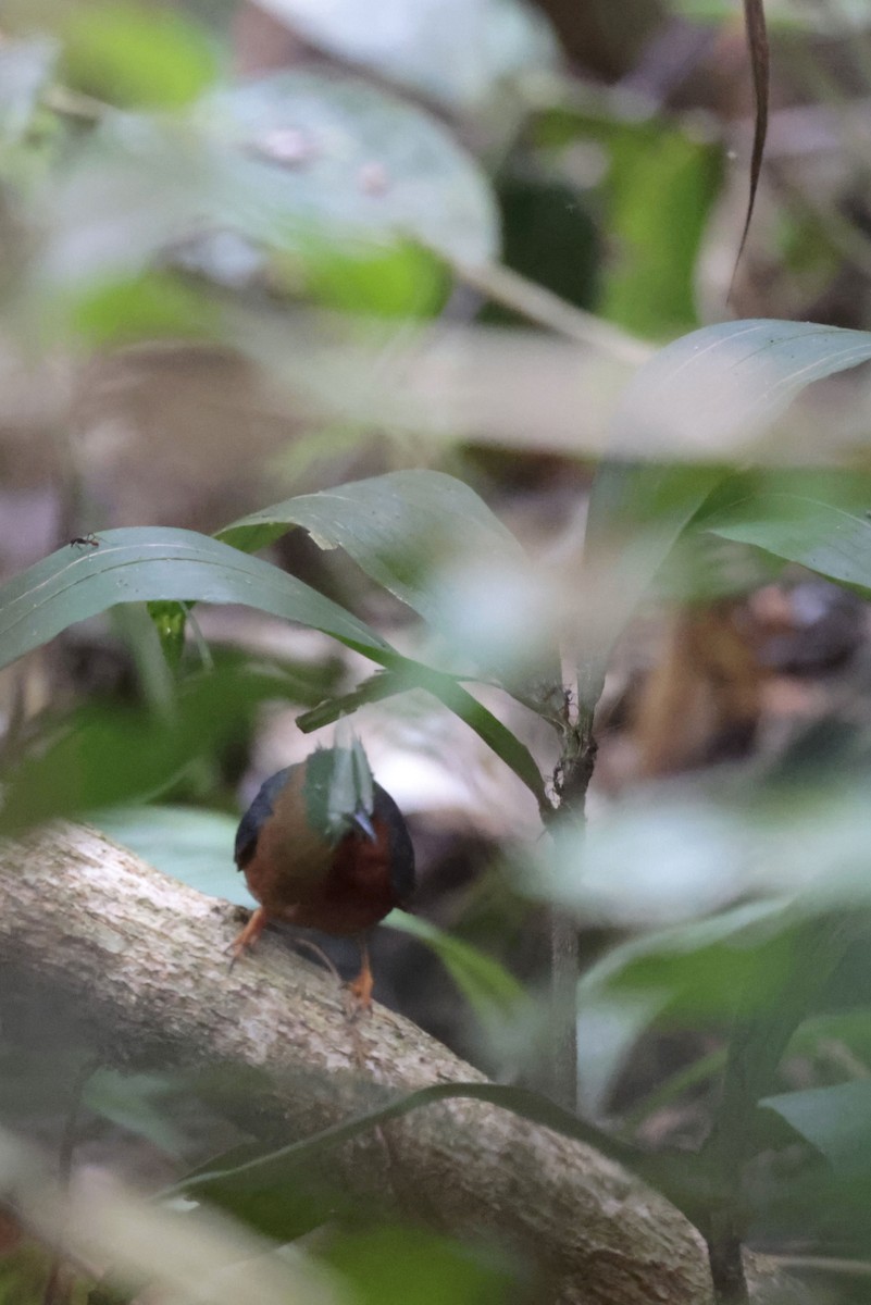 White-plumed Antbird - ML650359563