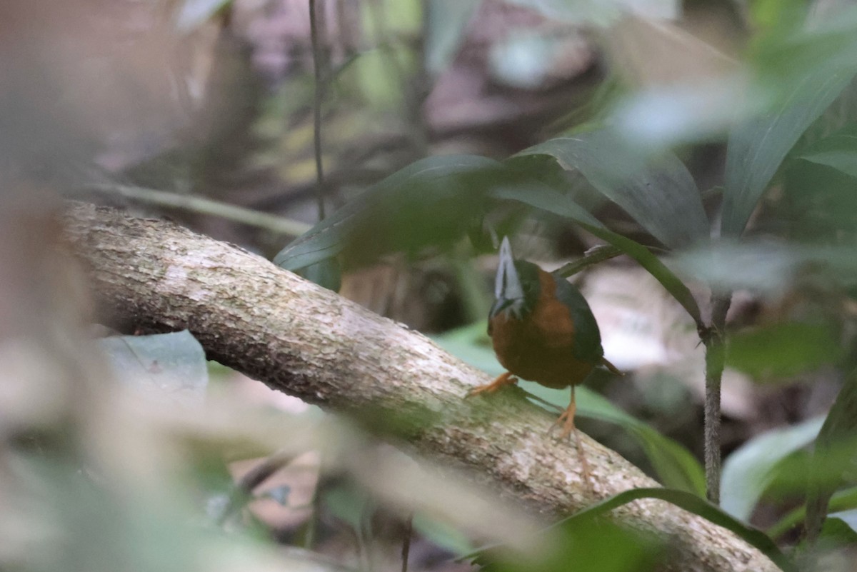White-plumed Antbird - ML650359564